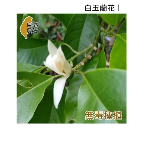 白玉蘭花種植禁忌|【白玉蘭花種植禁忌】禁忌大公開！小心！白玉蘭花種。